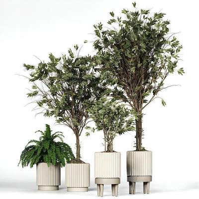 室内盆栽 植物